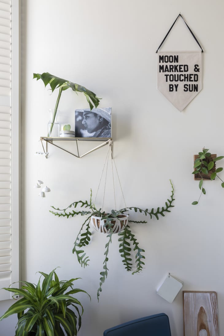 How To Display Houseplants 100 Of Our Favorite Plant Display Ideas Apartment Therapy